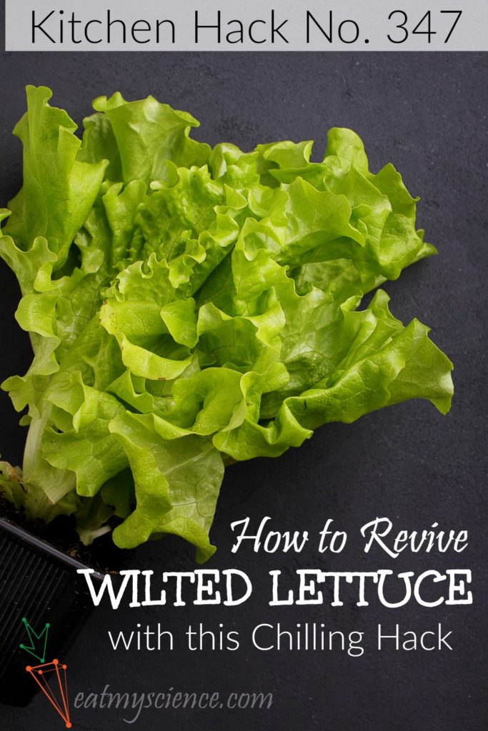 How to Revive Wilted Lettuce with this Chilling Hack! Perk up that salad and quit wasting food